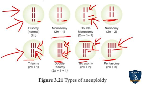 Chromosomal Mutations | Chromosomal Basic of Inheritance | 12 Class | Botany | Science Easy Tech смотреть онлайн