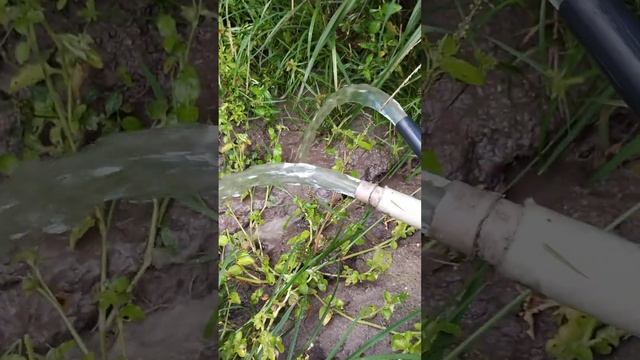 começando ajuntar água nos barreiro para utilizar no tempo da seca #coentro смотреть онлайн