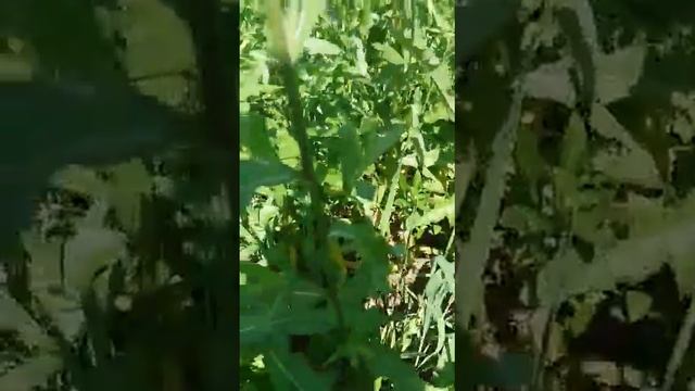 Прикол! Смотреть до канца! смотреть онлайн