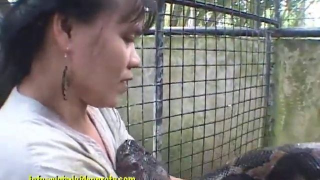 PET PYTHON, 24 FEET LONG, 200 KILOS, BOHOL, PHILIPPINES смотреть онлайн
