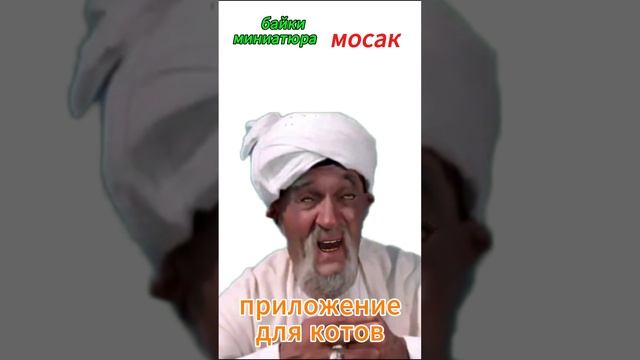 приложение для котов смотреть онлайн