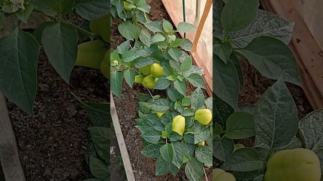 Чем лечить и подкормить перцы смотреть онлайн