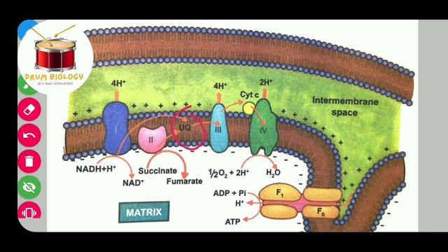 Respiration - Electron Transport Chain in tamil and English by mohamed gani @biologyintamil смотреть онлайн