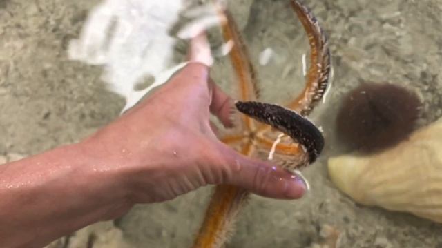 Invertebrate Investigations: Echinoderms смотреть онлайн