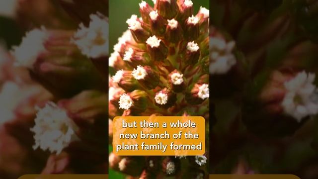 Flower Power: Vascular Plants смотреть онлайн