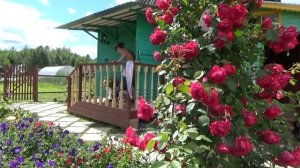 6 соток. Начало июля 2019 года Прохладный и дождливый июль..