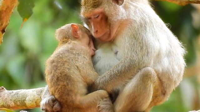 SO ADORABLE ADLER GOT MILK DRINK AND SLEEP WITH MOM NURSE. смотреть онлайн