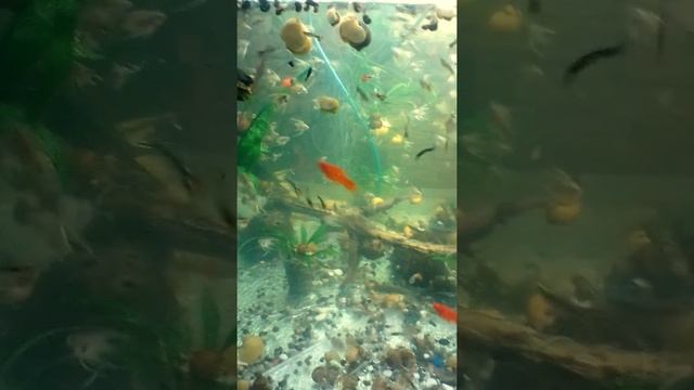 Население одного из моих аквариумов. смотреть онлайн