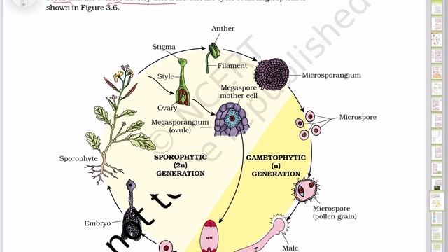 Biology - Line To Line Explanation of NCERT | Plant Kingdom | Part 3| Class 11th смотреть онлайн