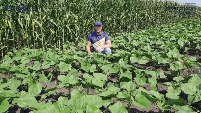 Як краще застосовувати добриво Євростім Аміно? смотреть онлайн