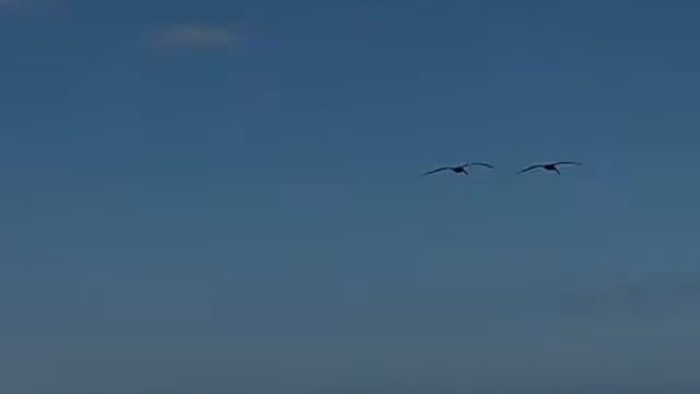 Wrap Yourself in Serenity and Fly my Friend...created by Leiza Halsey смотреть онлайн