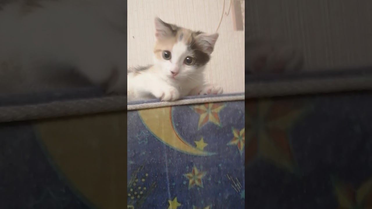 У Молли села батарейка, наигралась и хочет спать смотреть онлайн