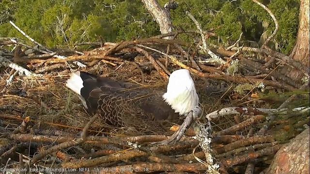 11-18-18 NEFL eagles; a few good rolls at the Hamlet. смотреть онлайн