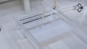 Электрофорез в агарозном геле