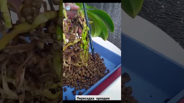 С меня хватит #орхидеи #цветы #орхидеяцветет #orchid #орхидеяуход #orhid смотреть онлайн