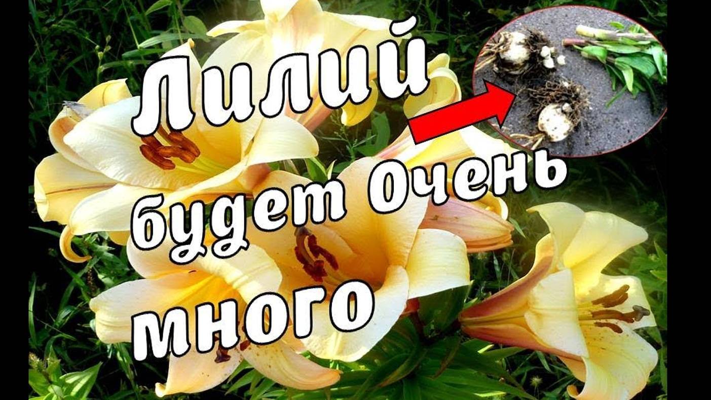 Лилий будет много! Цветы лилии способ как легко и без хлопот размножить и посадить. смотреть онлайн