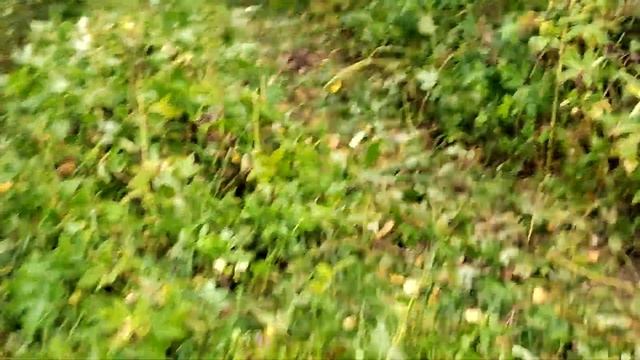 Как мы Купили ЛЫСУЮ РЕЗИНУ и застряли в Лесу на ЛТЗ-60 с Десятикубовкой. смотреть онлайн