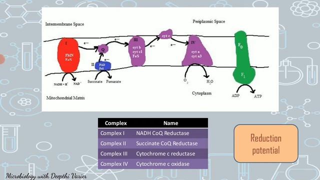 Electron Transport Chain| Oxidative Phosphorylation смотреть онлайн