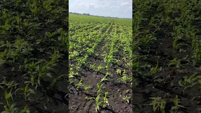 Результаты после отработки гербицидами по подсолнечнику и кукурузе через 4 дня. смотреть онлайн