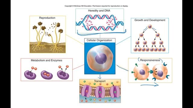 Ch4 Slide 5 смотреть онлайн
