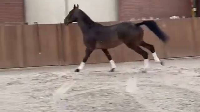 Orient Sollenburg:ELECTRON x ROUSSEAU смотреть онлайн