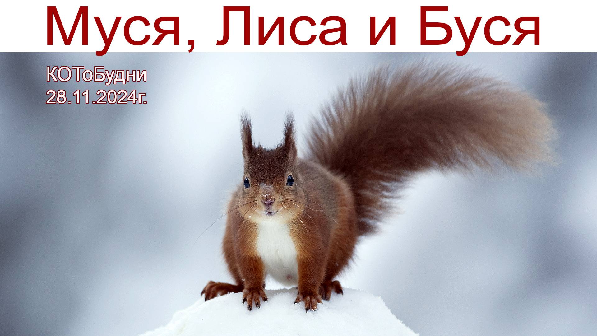Муся, Лиса и Буся - проблемы воспитания... или КОТоБудни от 28.11.2024г. смотреть онлайн