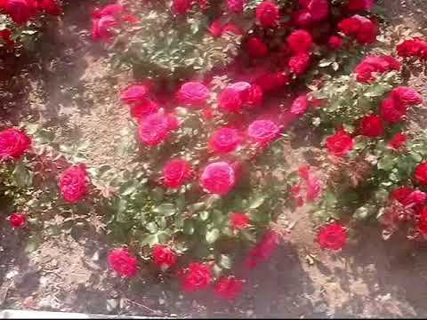 ШЕРИДАН/ВИКТОРИЯ НОВАК - НЕВОЗМОЖНО смотреть онлайн