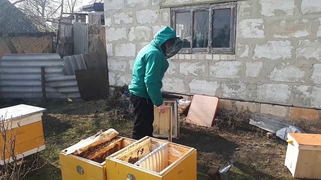 Весенние работы.Ревизия на наличие матки,расплода,кормов. Замена доньев. Пересадка пчелосемьи в уле смотреть онлайн