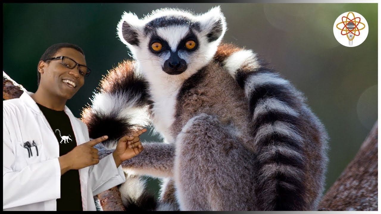 Lemurs | The SCIENCE RAP Show смотреть онлайн