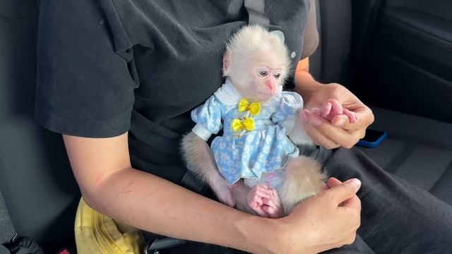 Baby Monkey Abi's Health Has Recovered. Mom Took Her For A Follow-up Visit