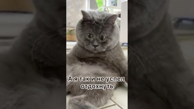 ЗАВТРА НА РАБОТУканал ⚓️-⚓️#sorts смотреть онлайн