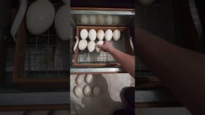 Инкубация гусинных яиц, режим инкубации блиц 48
