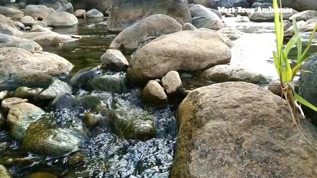 Suara Air Sungai Agar Tidur Nyenyak | Suara Burung Untuk Relaksasi, Meditasi dan Melepas Stres смотреть онлайн