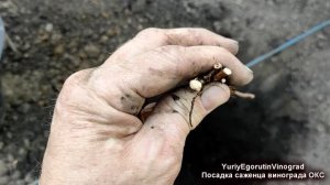 🍇 Как ВЕСНОЙ ПРАВИЛЬНО ПОСАДИТЬ САЖЕНЕЦ ВИНОГРАДА на постоянное место. Какой ЗВЕРЬ может ПОМЕШАТЬ?