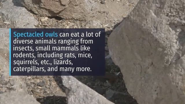 Spectacled owl || Spectacled owl interesting facts || Spectacled owl diet смотреть онлайн