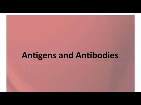 ANTIGEN AND ANTIBODY смотреть онлайн