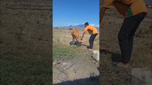 Обезбашинная корова!!! смотреть онлайн