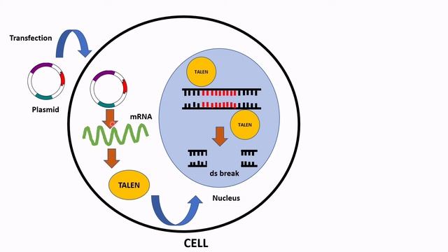 TALEN | Transcription activator like effector nuclease | Gene editing tool | Target specific смотреть онлайн