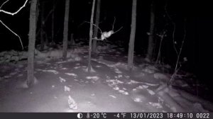 Канал "Дикое Счастье" опубликовал: "Чертовщина в лесу. Полтергейст попал в кадр фотоловушки"