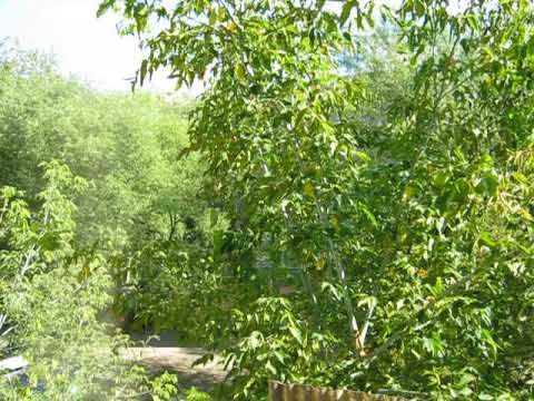 Green hell XX смотреть онлайн