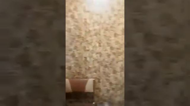 WhatsApp Video 2021 02 09 at 19 24 56 смотреть онлайн