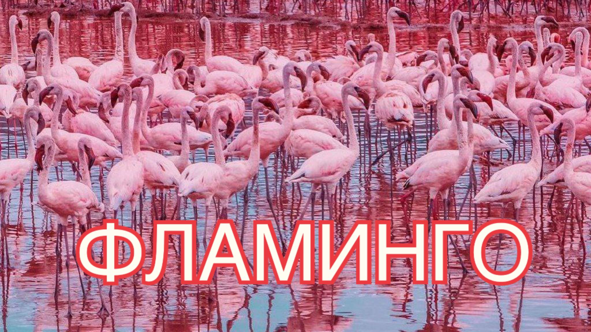 Фламинго