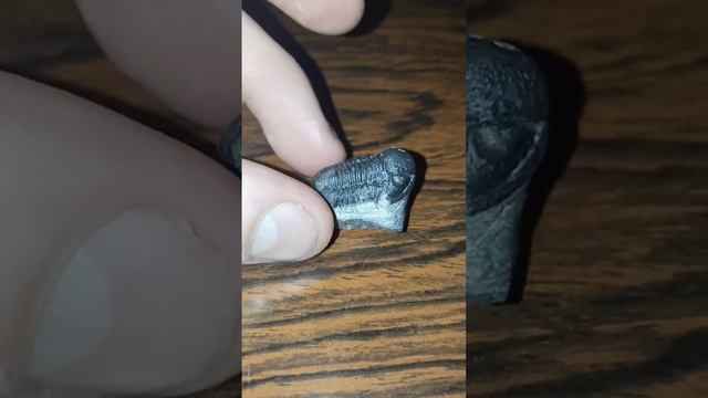 #Трилобит #окаменелость #древность #древняяжизнь смотреть онлайн