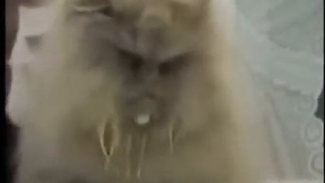 Самая смешная подборка про котов!=3 смотреть онлайн