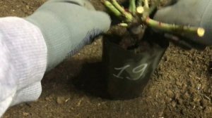 Что лучше роза в пакете или роза в горшке? Сажаем саженец вместе.