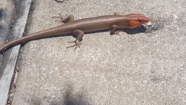 ящерица не боится смотреть онлайн