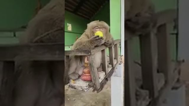 Самые смешные животные 2023😂 Смешные коты и собаки|Animal Club смотреть онлайн