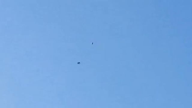 Мелитопольские голуби. Сокол был, но никого не взял. смотреть онлайн