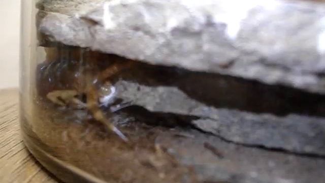 Scolopendra Mating Part 2