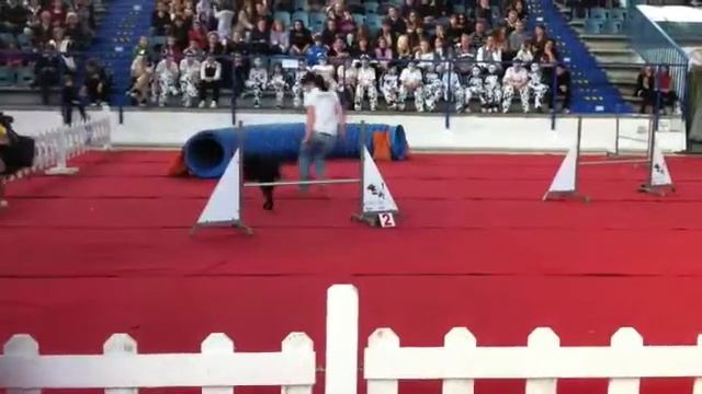 Top Dog 2012 смотреть онлайн